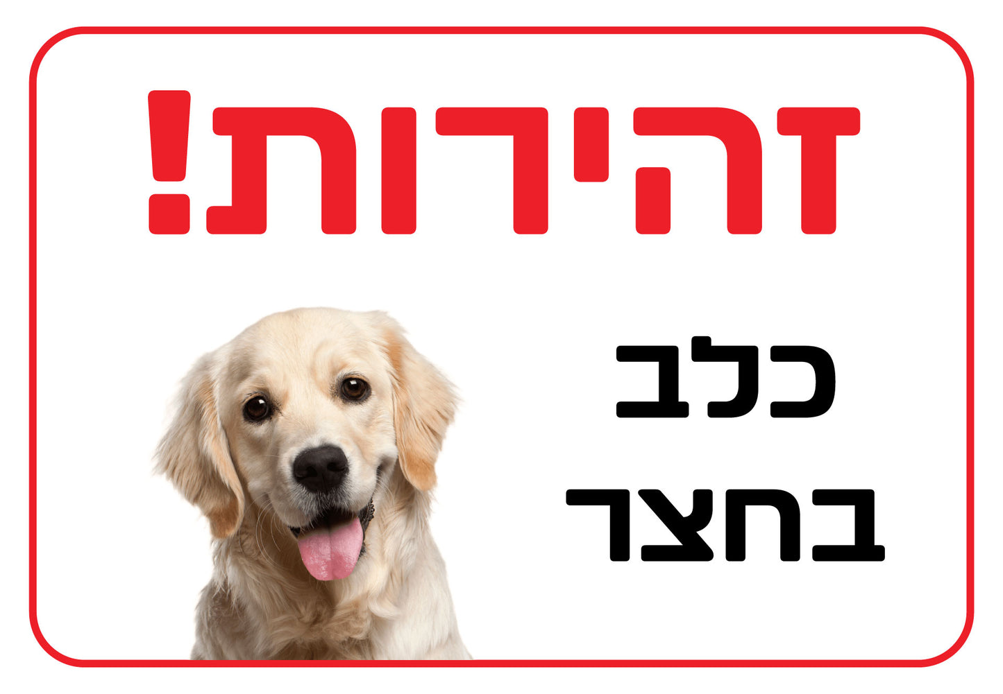 כלב בחצר