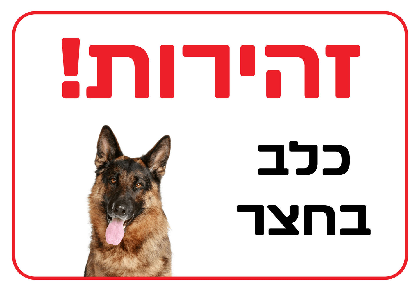 כלב בחצר