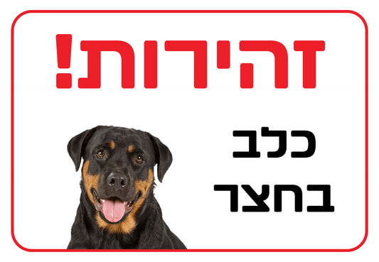 כלב בחצר